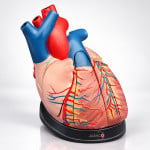 Heart Anatomy Model